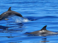 В акватории Чёрного моря люди помогли дельфинам, застрявшим на мелководье