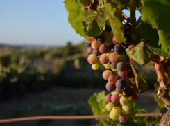 За пять лет в Краснодарском крае произвели 1,5 млрд бутылок вина – в частности в Анапе