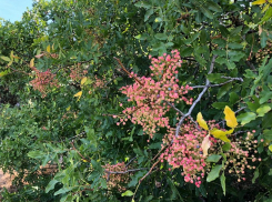 Анапа вошла в топ-10 красивых мест для путешествий осенью