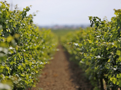 В Анапе исключают из территорий застройки 3 тысячи га виноградопригодных земель