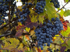  На виноградопригодных землях Анапы могут разрешить строить объекты сельхозтуризма