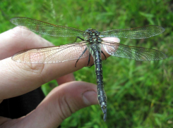 В Анапе замечено нашествие стрекоз
