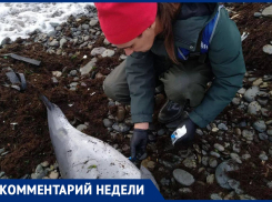 Как спасти дельфинов в результате разлива мазута: рассказали в Центре спасения дельфинов «Дельфа» 