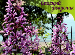 Ясенец прекрасный - опасный фокусник в растительном мире Анапы