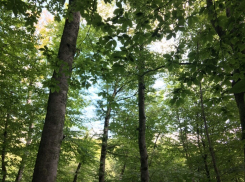 Потомки Остапа Бендера продавали билеты в... лес в Геленджике и Новороссийске