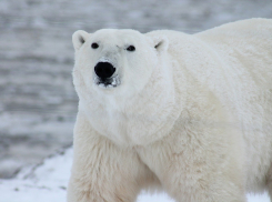 В День белого полярного медведя в Анапе пойдёт небольшой дождь