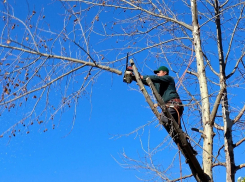 Обрезкой и валкой деревьев в Анапе займется ИП Марценюк
