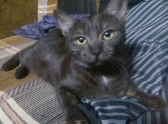 В Анапе потерялась пушистая красавица