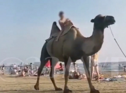 В Анапе мужчина незаконно фотографировал туристов с верблюдом