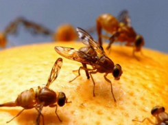 В соседних с Анапой городах Геленджике и Новороссийске нашли смертельно опасную муху 