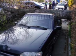 В Анапе дерево упало на автомобиль прямо в центре города