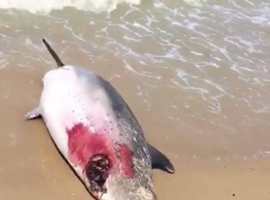 Погибших дельфинов к анапскому берегу принесло течением издалека