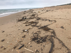 Стали известны новые результаты мониторинга пляжей Анапы 22 апреля