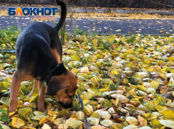 Со своим любимцем: Анапа вошла в топ популярных направлений для путешествий с питомцами