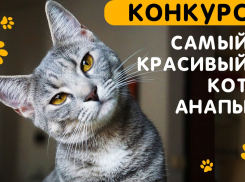 В конкурсе "Самый красивый кот Анапы" уже появились первые участники!!