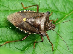 В Анапе жители сообщают о нашествии мраморных клопов