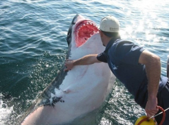 Спрашивали-отвечаем: в акватории Анапы акулы есть!