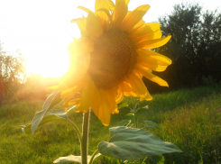 Какой будет погода в Анапе в понедельник, 22 июля?