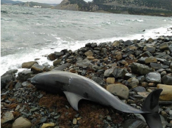 С начала года на Кубани, в том числе, на берегах Анапы, погибли более 140 дельфинов