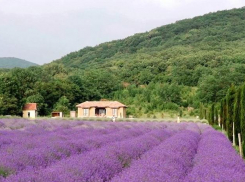 Лавандовую ферму под Анапой сняли в сериале «Фермеры 2»