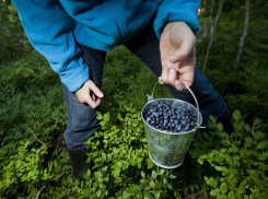 В Анапе могут взять под контроль сбор ягод, грибов и орехов