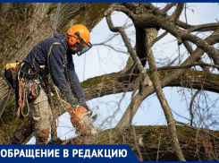 «Прогуливаться становится опасно»: анапчане о бездействии городских служб в отношении сухих деревьев