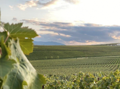 ⁣Туристам пришлись по вкусу экскурсии-дегустации по погребам и виноградникам Анапы