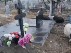 Свиньи, ходившие по кладбищу в Анапе, заинтересовали ветеринаров 