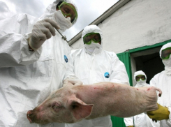 Африканская чума может стать причиной заражения свиней в Анапском районе