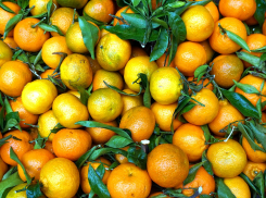 В Анапу едва не попало 657 тонн заражённых мандарин и апельсинов