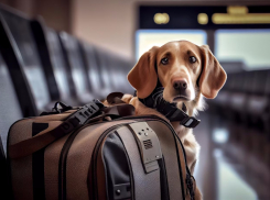 Четвероногие путешественники: в Анапу чаще других отправляют питомцев без сопровождения хозяев