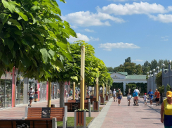 В День лазания по деревьям в Анапе жара еще чуточку спадет