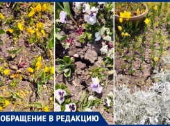 «Зрелище неприглядное»: в Анапе из-за отсутствия полива засыхают цветы на набережной 