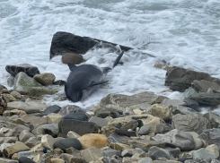 Популяция черноморских дельфинов может спастись от экологической катастрофы в Анапе