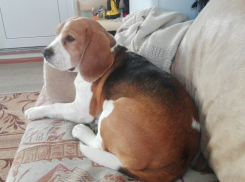 Пропала собака: в Анапе разыскивают кобеля по кличке Чак