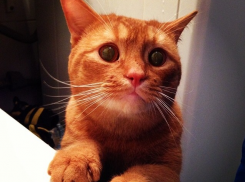 Родные дочери сбежали от анапчанки, приютившей 33 кошки