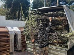 В Анапе высадят 1,5 тысячи саженцев яблони – некоторые туи будут заменены лавровишней