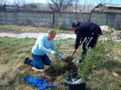 В Витязево на ул. Горького под Анапой посадили более 40 деревьев