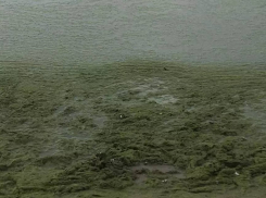 В море у берегов Анапы зацвели водоросли