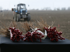 В районе Анапы высадят более четырех миллионов саженцев винограда
