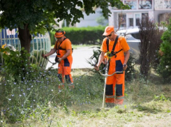 На тендере по покосу сорняков в Анапе сэкономили более 2 млн рублей