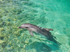 В Анапе в районе морского порта спасли дельфиненка