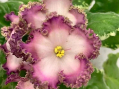 28 апреля в городе пройдет выставка-продажа комнатных растений 