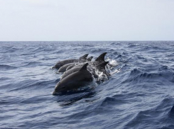 Названа одна из причин массовой гибели дельфинов в Анапе