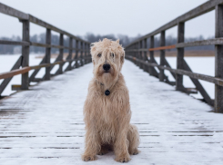 В день лохматых в Анапе пасмурно