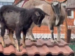 «Когда этот беспредел кончится»: наглые козы анапчанки объедают деревья и прыгают на прохожих