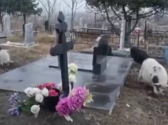 В ситуации с гуляющими по кладбищу свиньями разобрались