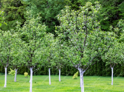 Срочные весенние работы в саду: советы по обрезке и опрыскиванию деревьев для анапчан 