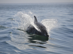 Отдыхающие в Анапе не смогли спасти жизнь дельфина
