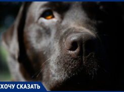 От воя собаки Баскервилей у жителей с. Витязево под Анапой душа уходит в пятки